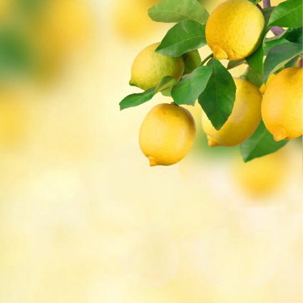 Citron photo blog 