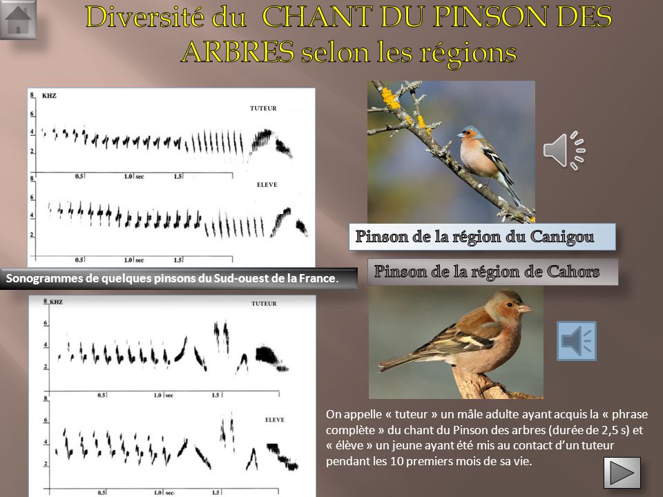 Diversite-du-chant-du-pinson-des-arbres-selon-les-regions