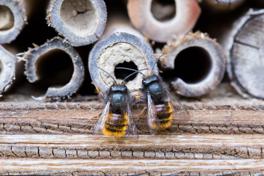 Protegeons les abeilles sauvages de nos jardins