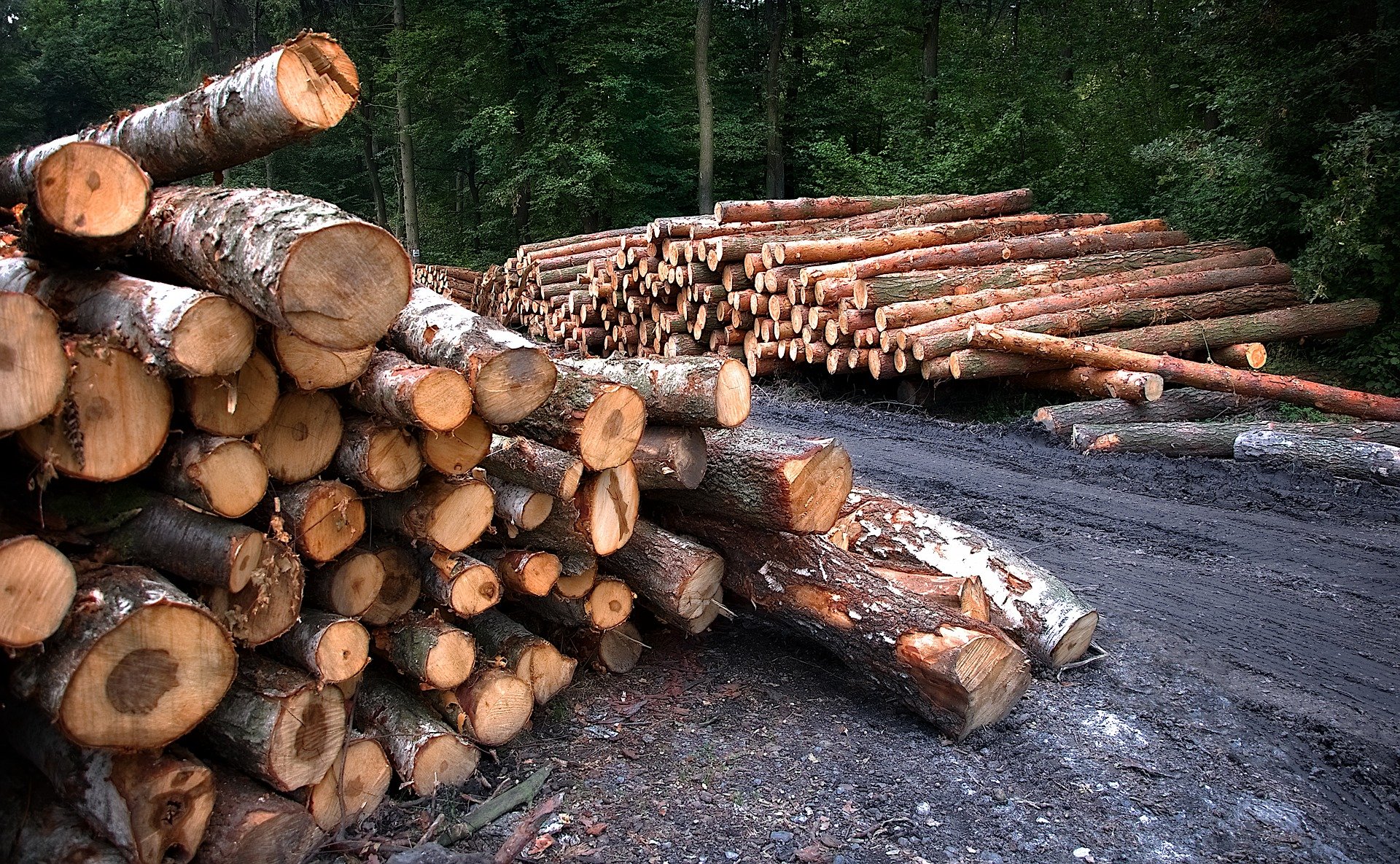 Wood 3662510 1920