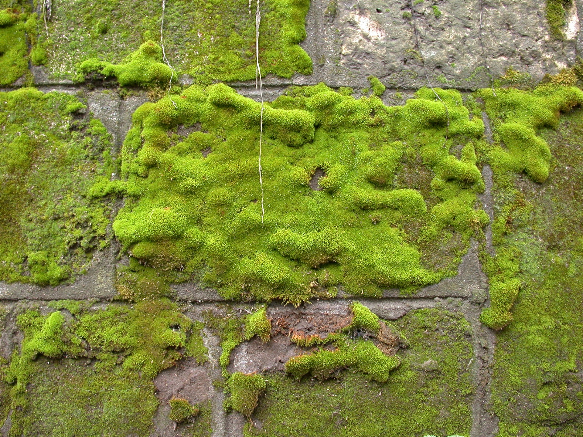 Mur Mousse
