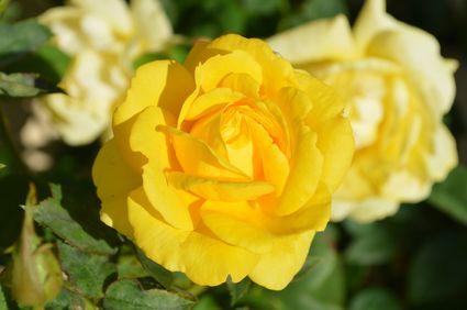 Yellow rose 196393 1920