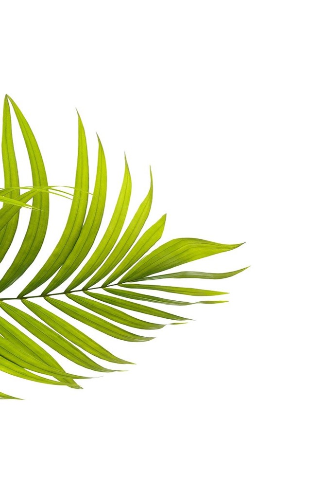 Feuille