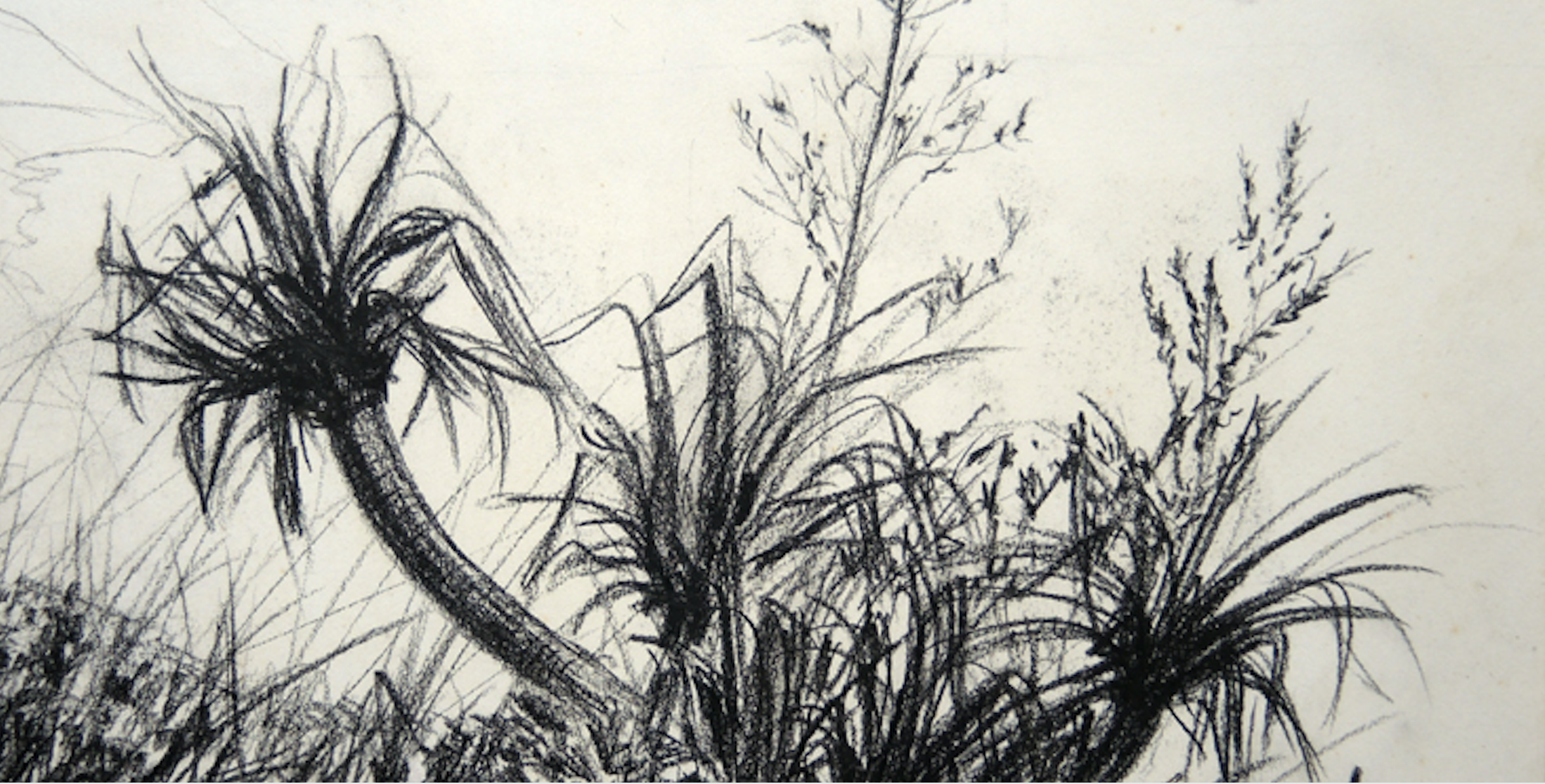 Agaves diapo