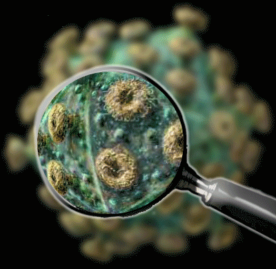 corona, virus, covid-19, vaccin,vaccination, booster, impfung