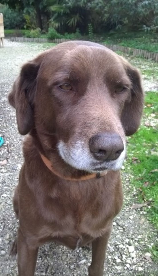 Chao-chien-mediation-animale