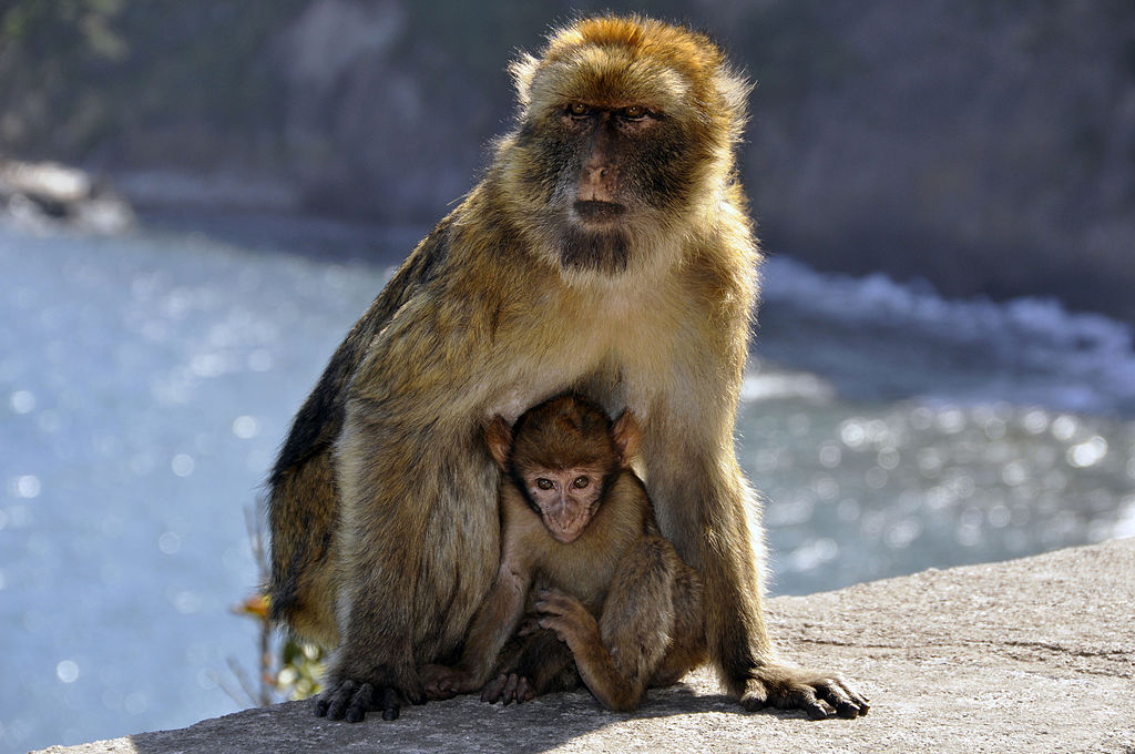 Barbary macaque in cap carbon  gouraya national park 