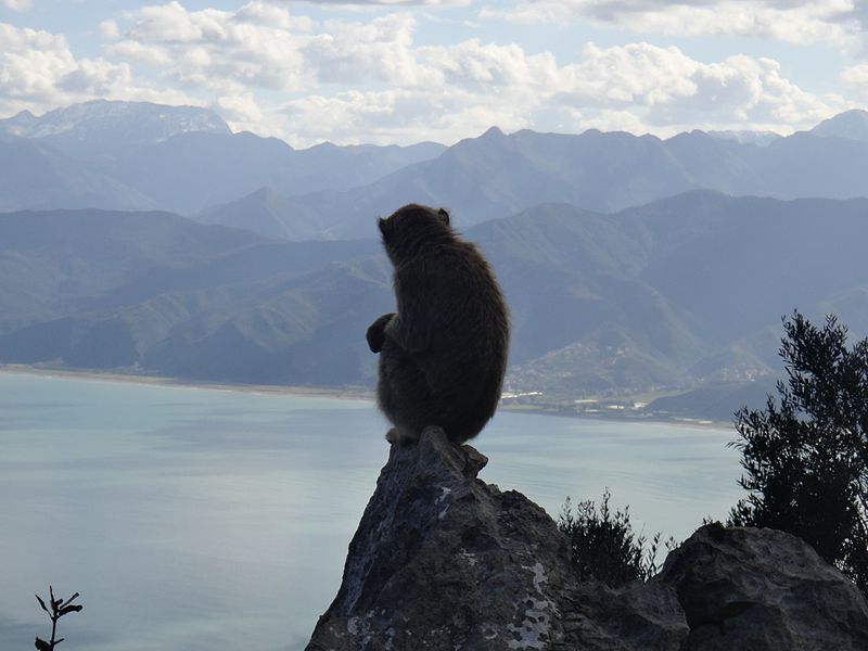 Singe au parc national de gouraya