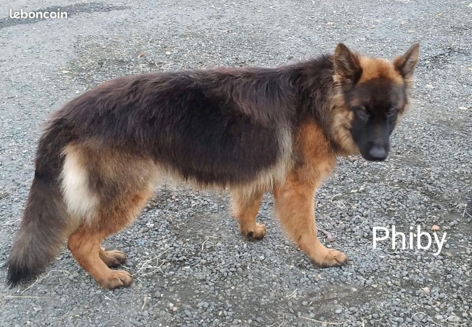 Phiby