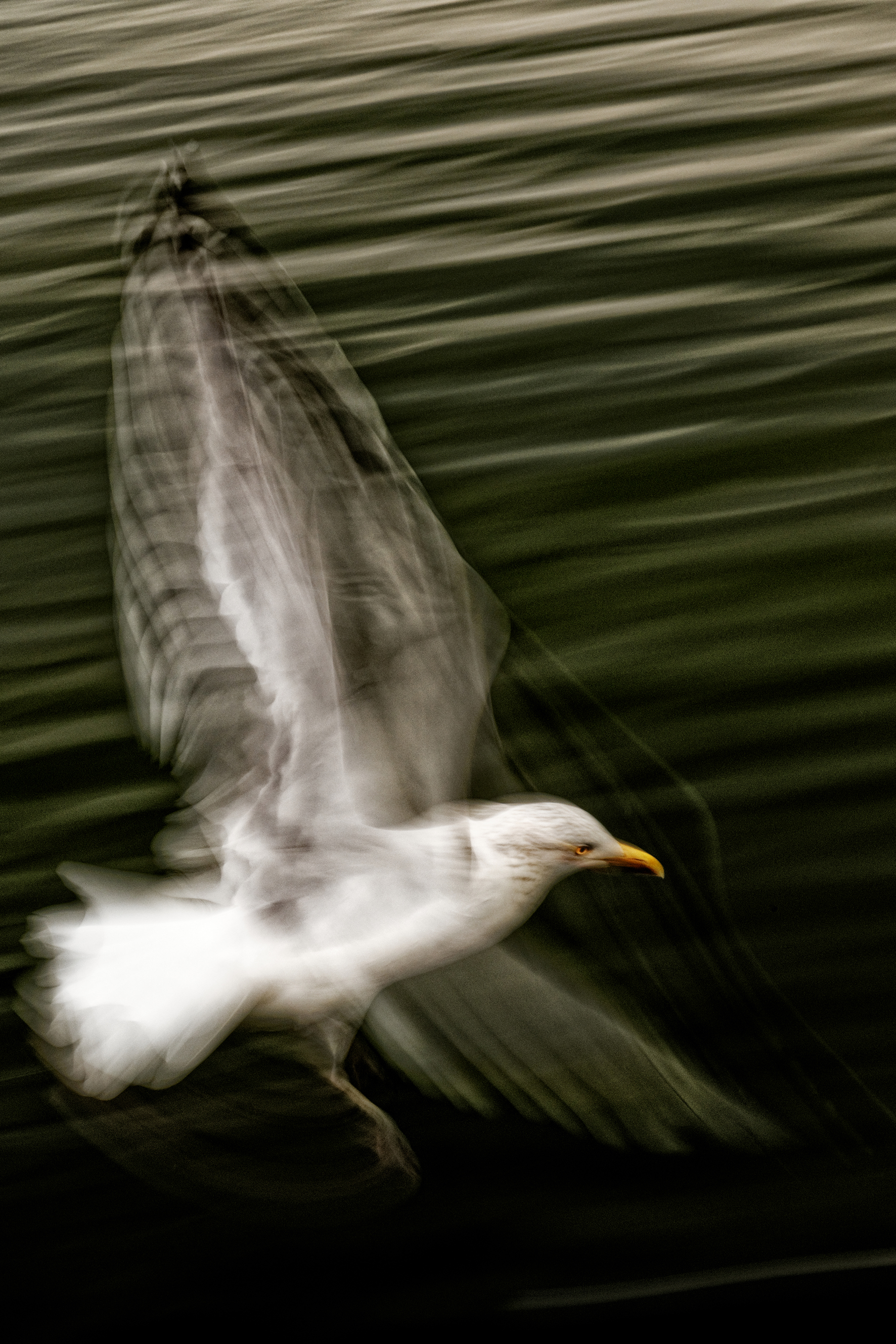 S mouette d8c 8176 dxo 1 