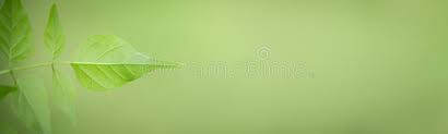 Imagespage verte