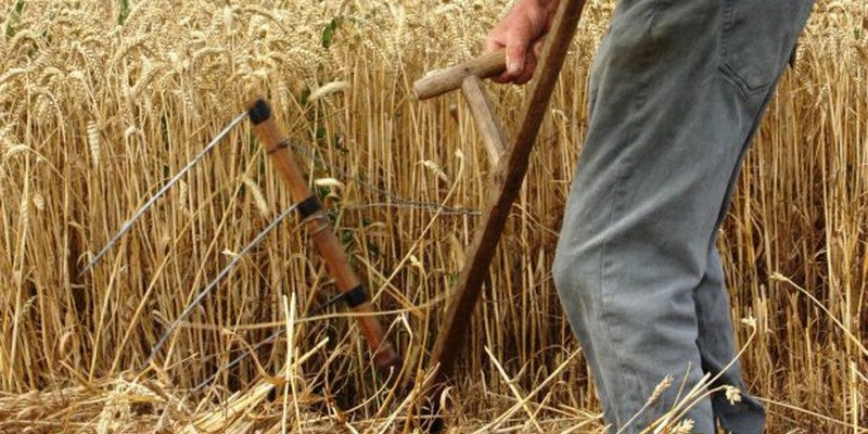 Quand vient l'heure de la moisson
