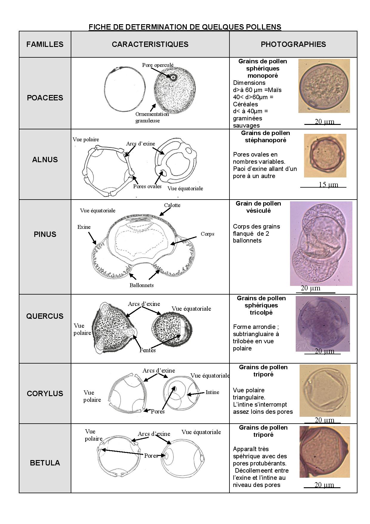 Planche determination pollen-page-001