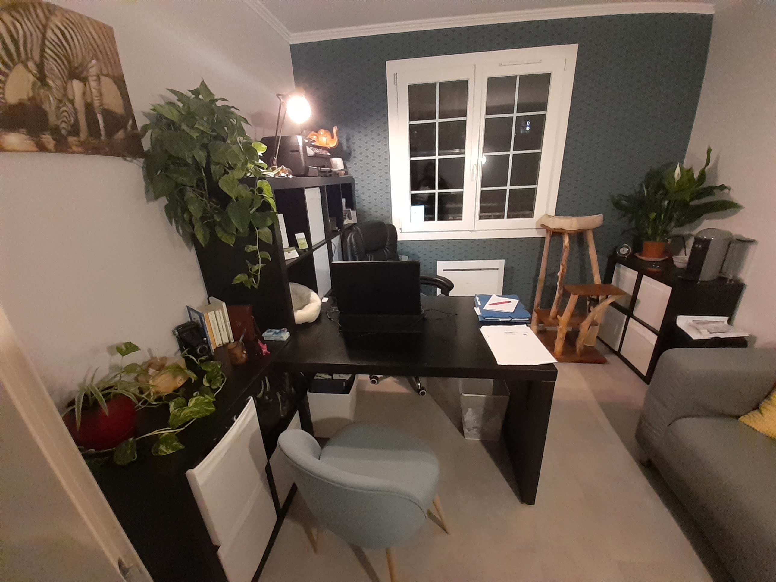 Bureau pour consultation comportement chien et chat valerie cantaloube n 1