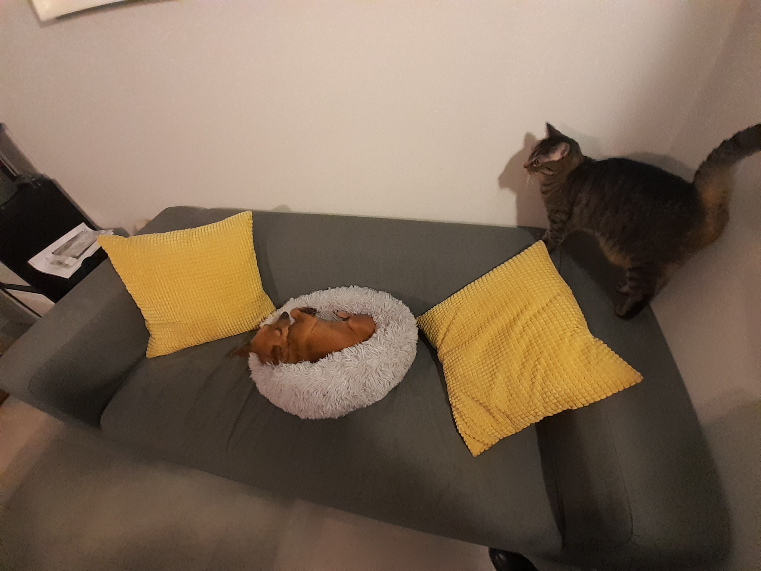 Bureau pour consultation comportement chien et chat valerie cantaloube n 5