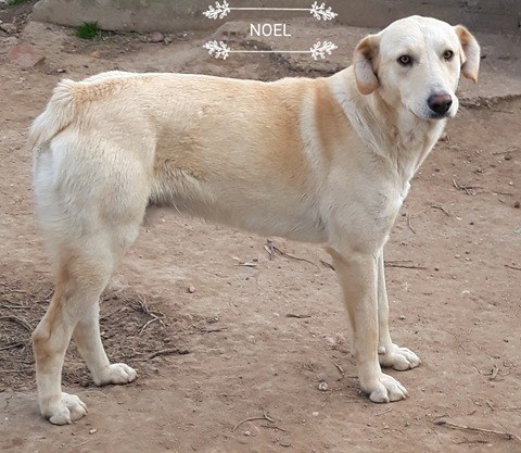 Noel1
