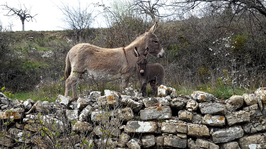 Doline 14