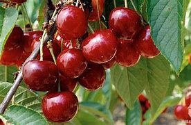 Cerise
