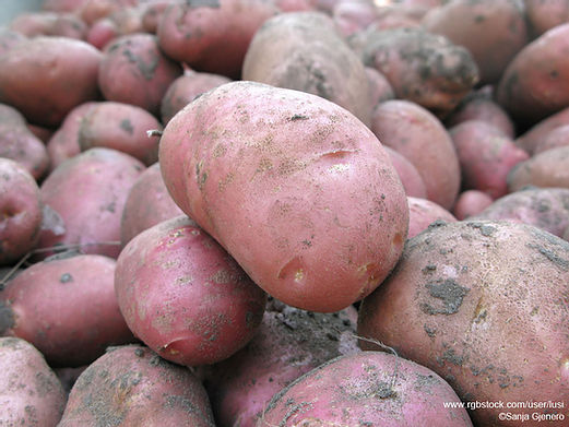Pommedeterre