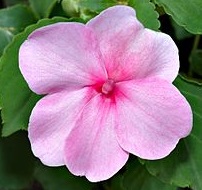 Impatiens walleriana   blossom  aka 