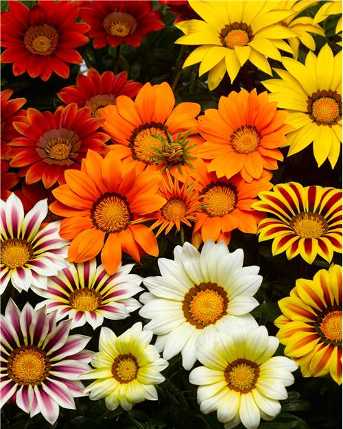 001572 3 gazanias en melange 1x500