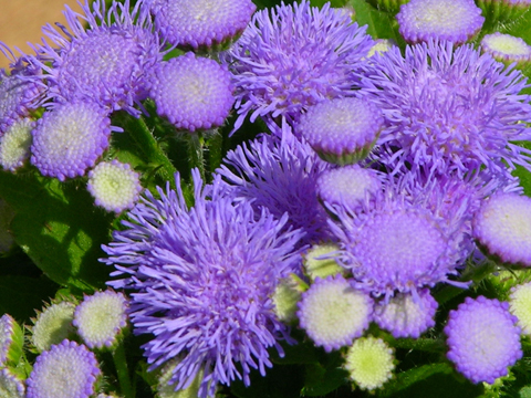 Ageratum 170530