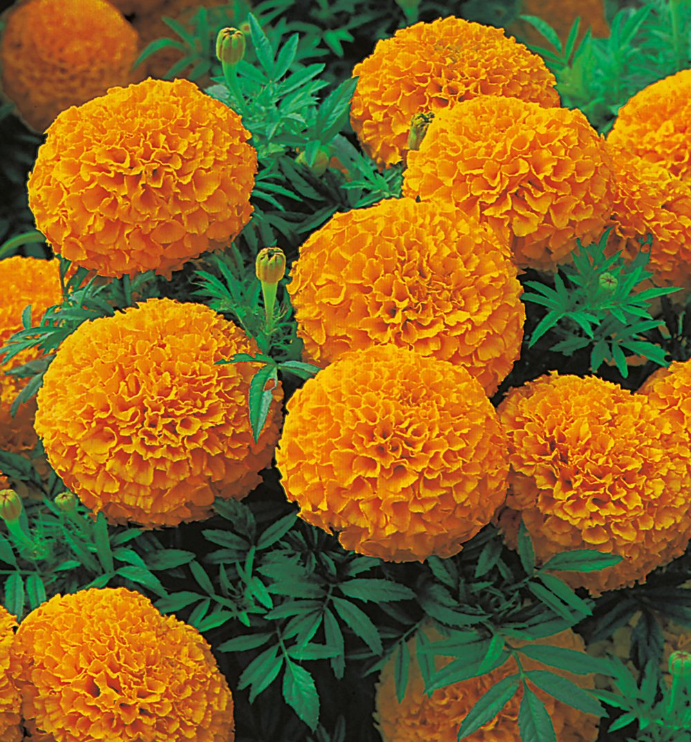 Rose d inde orange