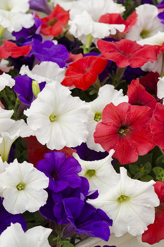 Petunia 622085 1