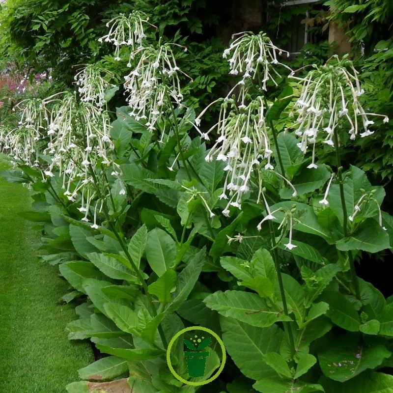 Tabac sylvestris