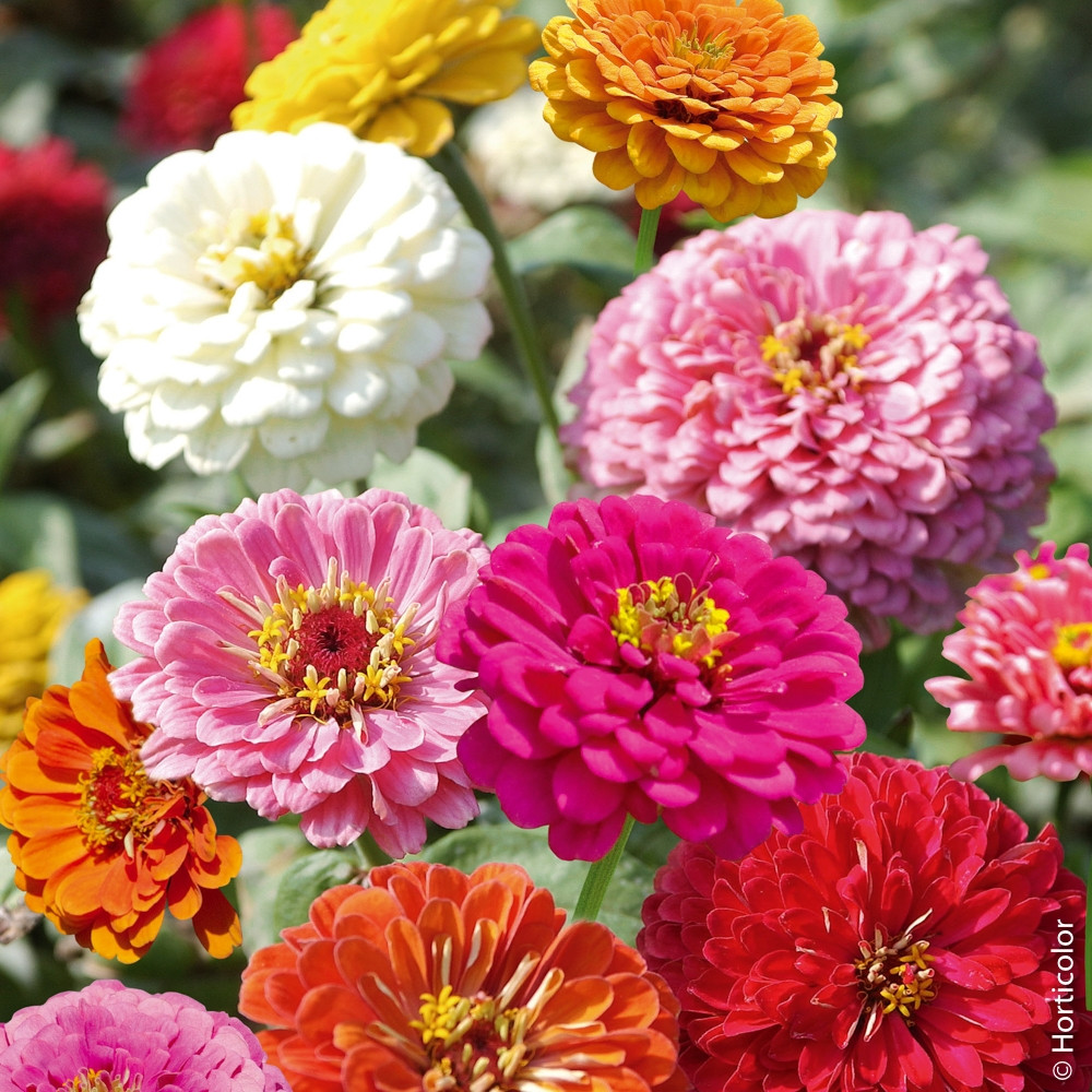 Zinnia