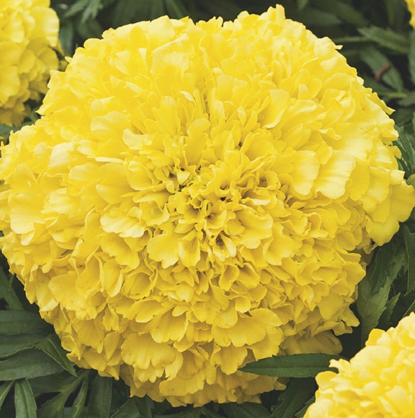 Rose d inde jaune