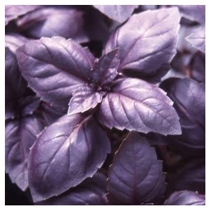 Basilic pourpre 