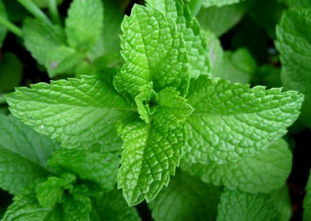 Menthe commune