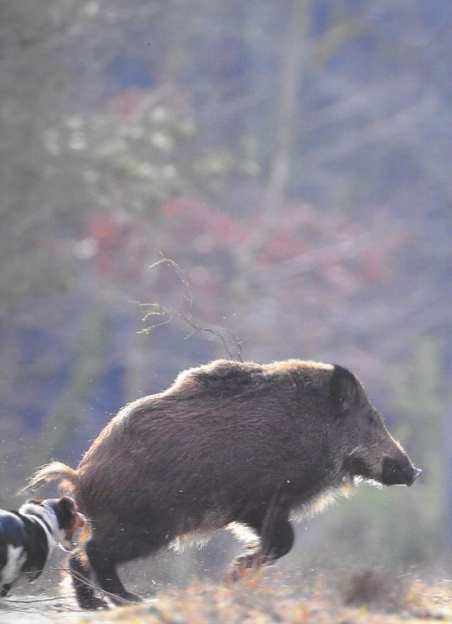 Chasse-sanglier