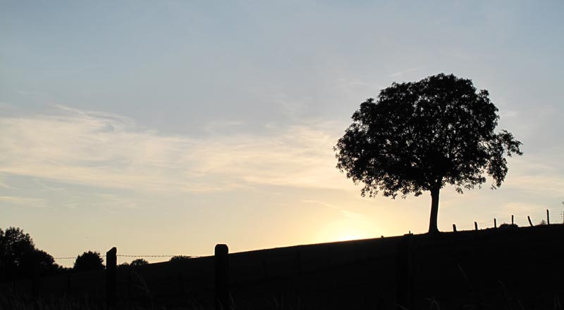 Arbre2