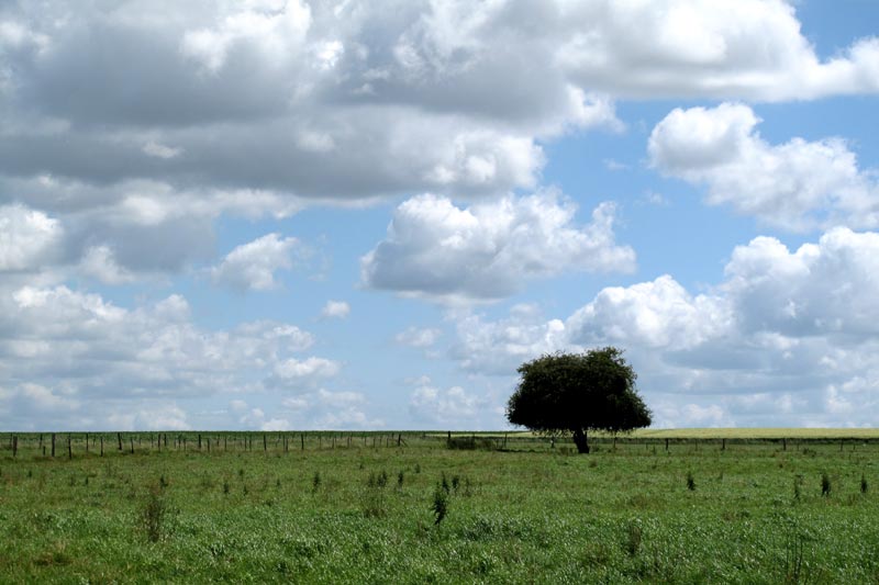 Arbre