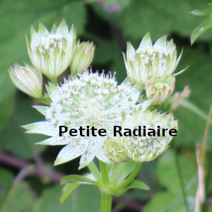 Petite-Radiaire-Select