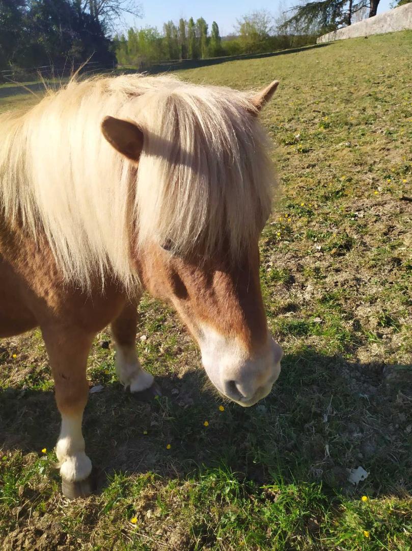 Ponette-Anissa