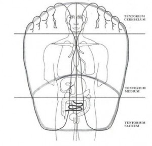 Rttfa reflex therapy total-300x288