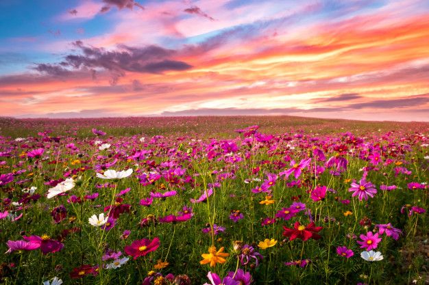 Beau-incroyable-paysage-champ-fleurs-cosmos-au-coucher-du-soleil-fond-ecran-nature 1484-2494