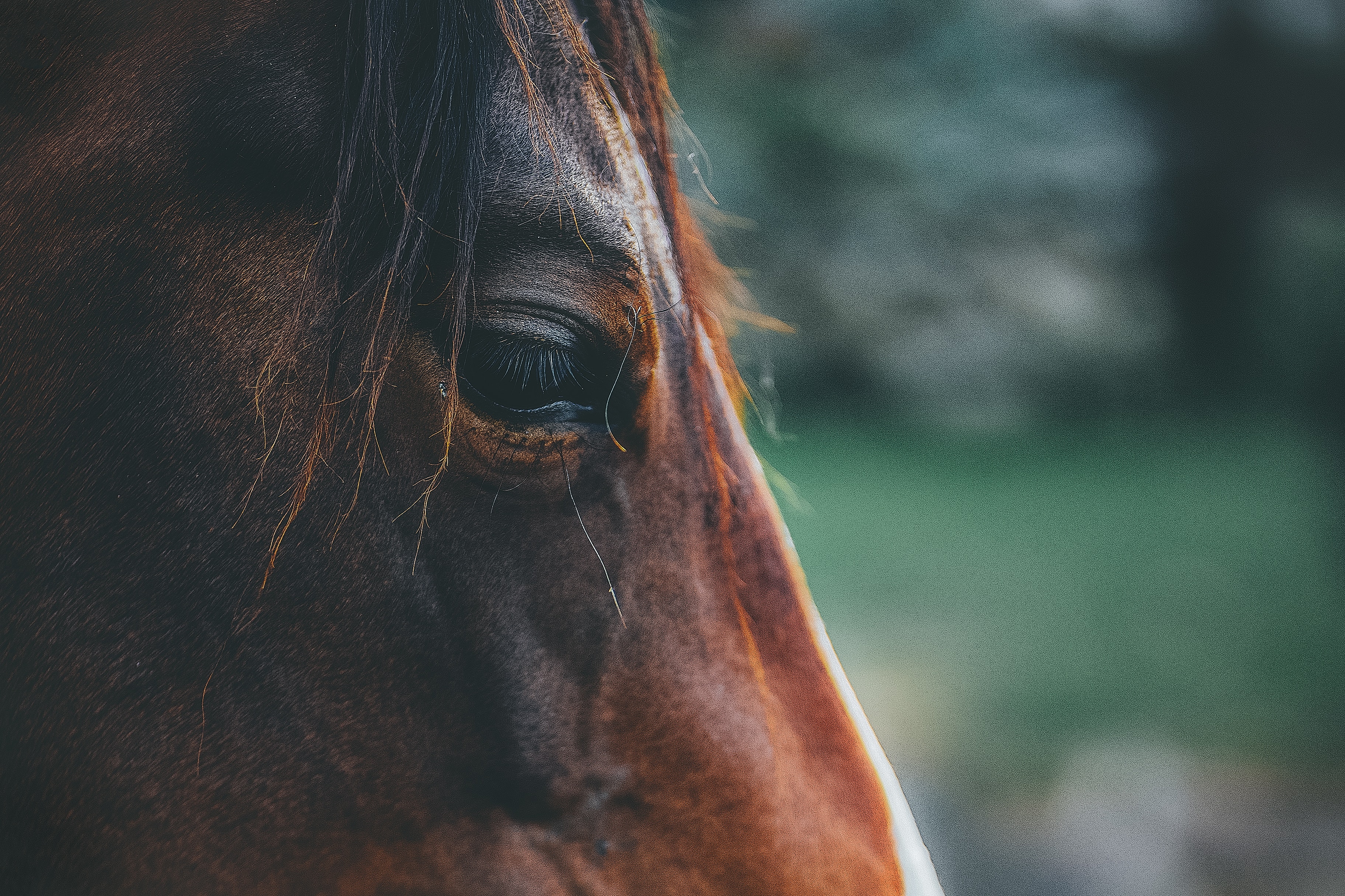 Cheval