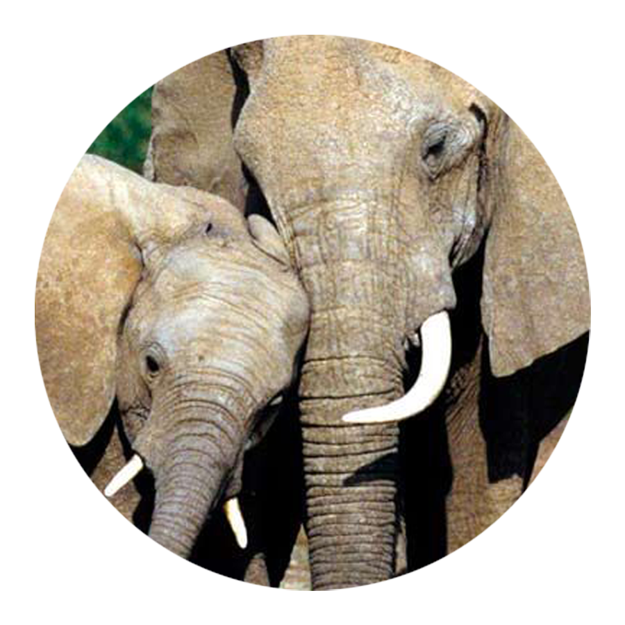 -00-elephants