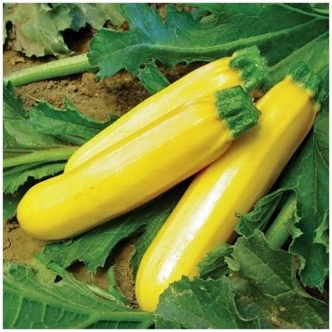 Courgette jaune