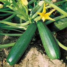 Courgette verte