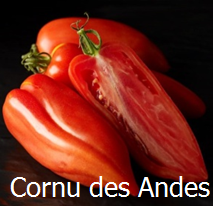 Cornu des andes
