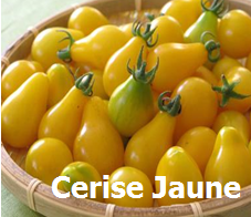 Tomate cerise jaune
