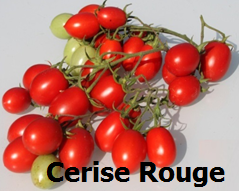 Tomate cerise rouge