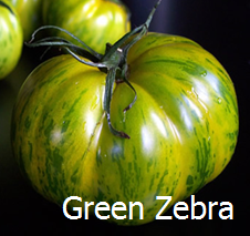 Tomate green zebra