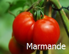 Tomate marmande