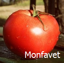 Tomate montfavet